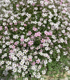 Gypsophila repens 'Rosea'